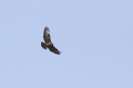 Buse Variable-01